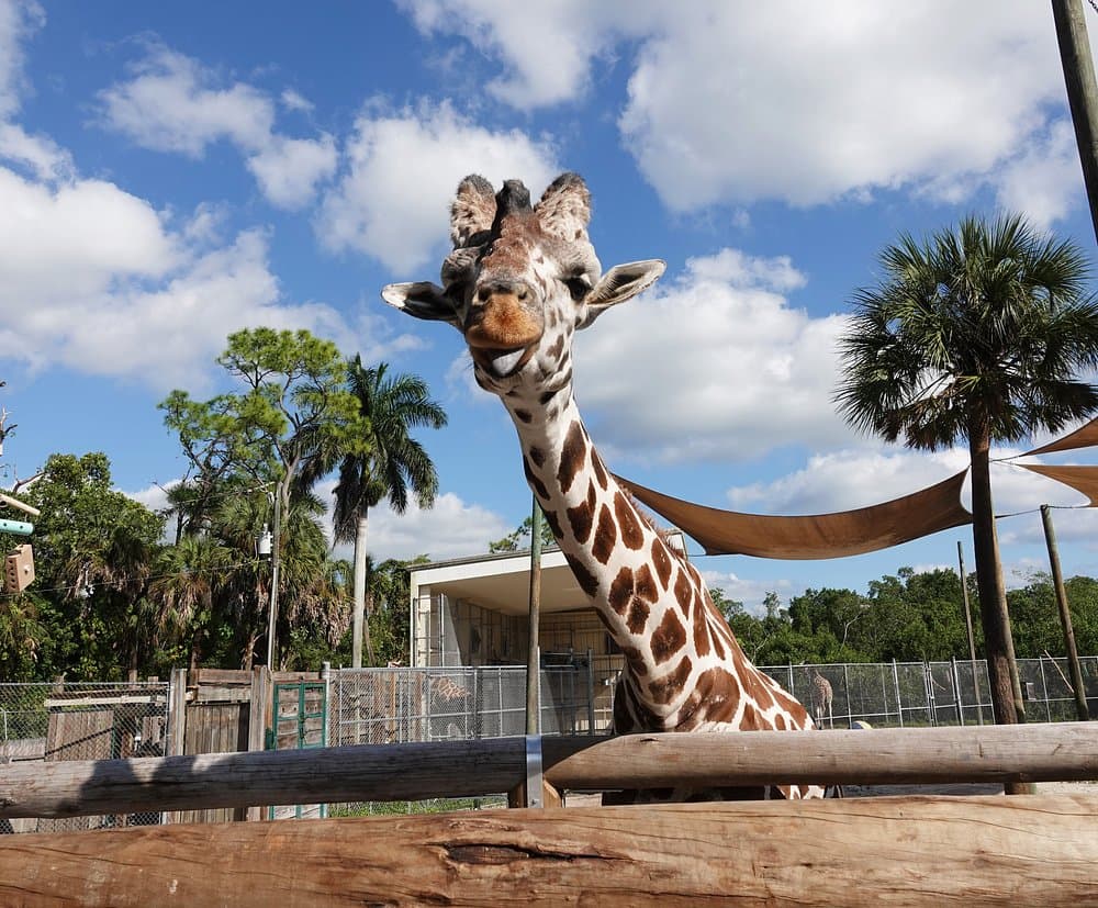 Naples Zoo animals and natural habitats