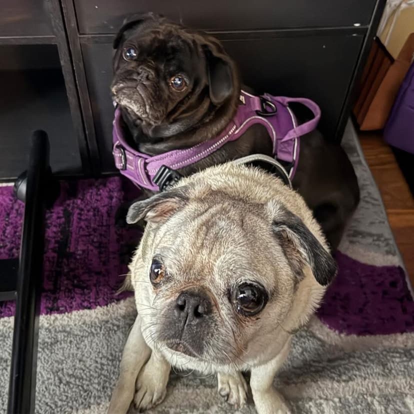 Our beloved dogs